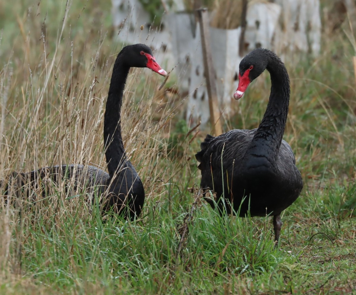 Cygne noir - ML620855608