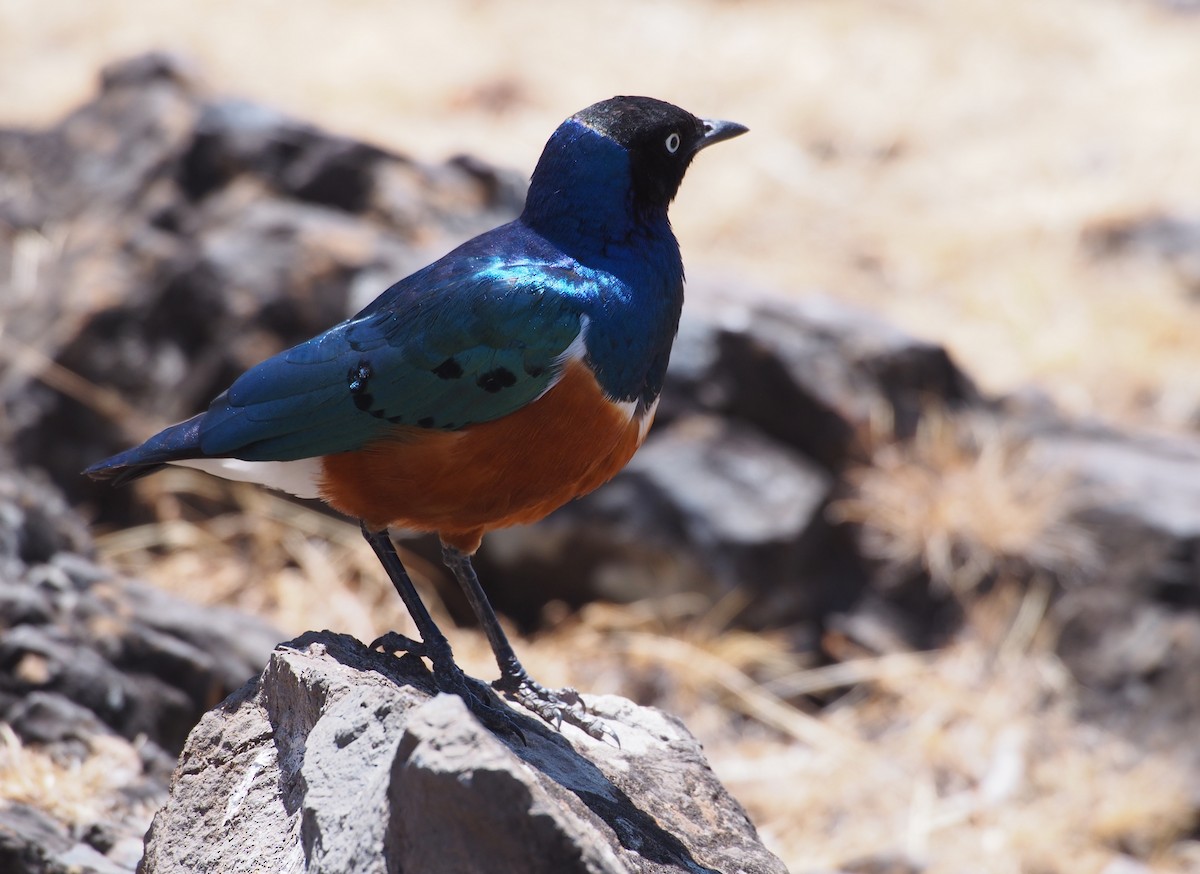 Superb Starling - ML62085561