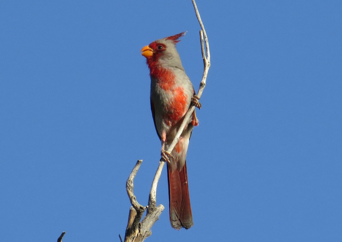 Cardinal pyrrhuloxia - ML620855631