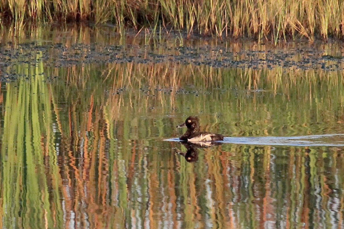 Ring-necked Duck - ML620855652