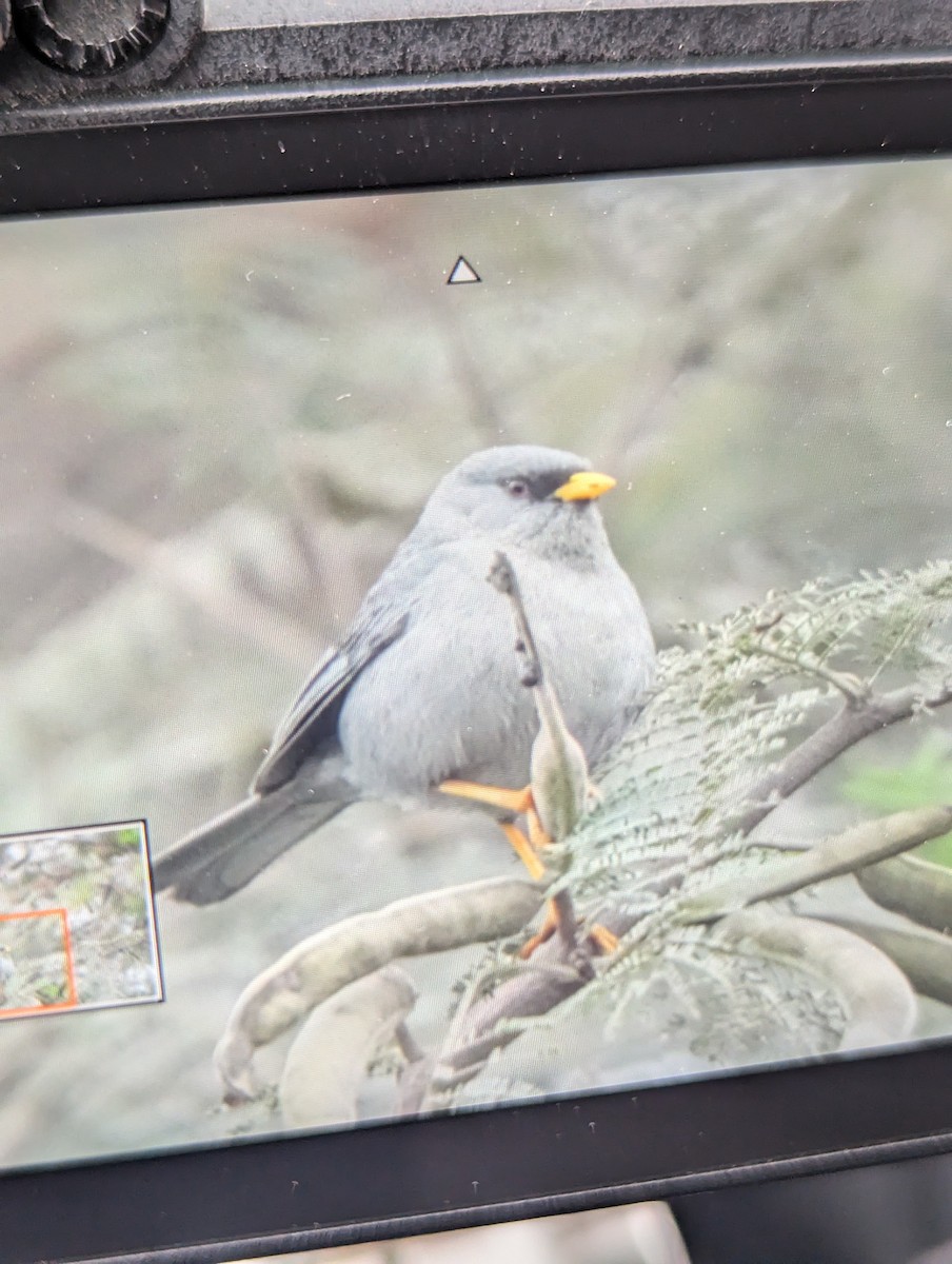 Slender-billed Finch - ML620855658