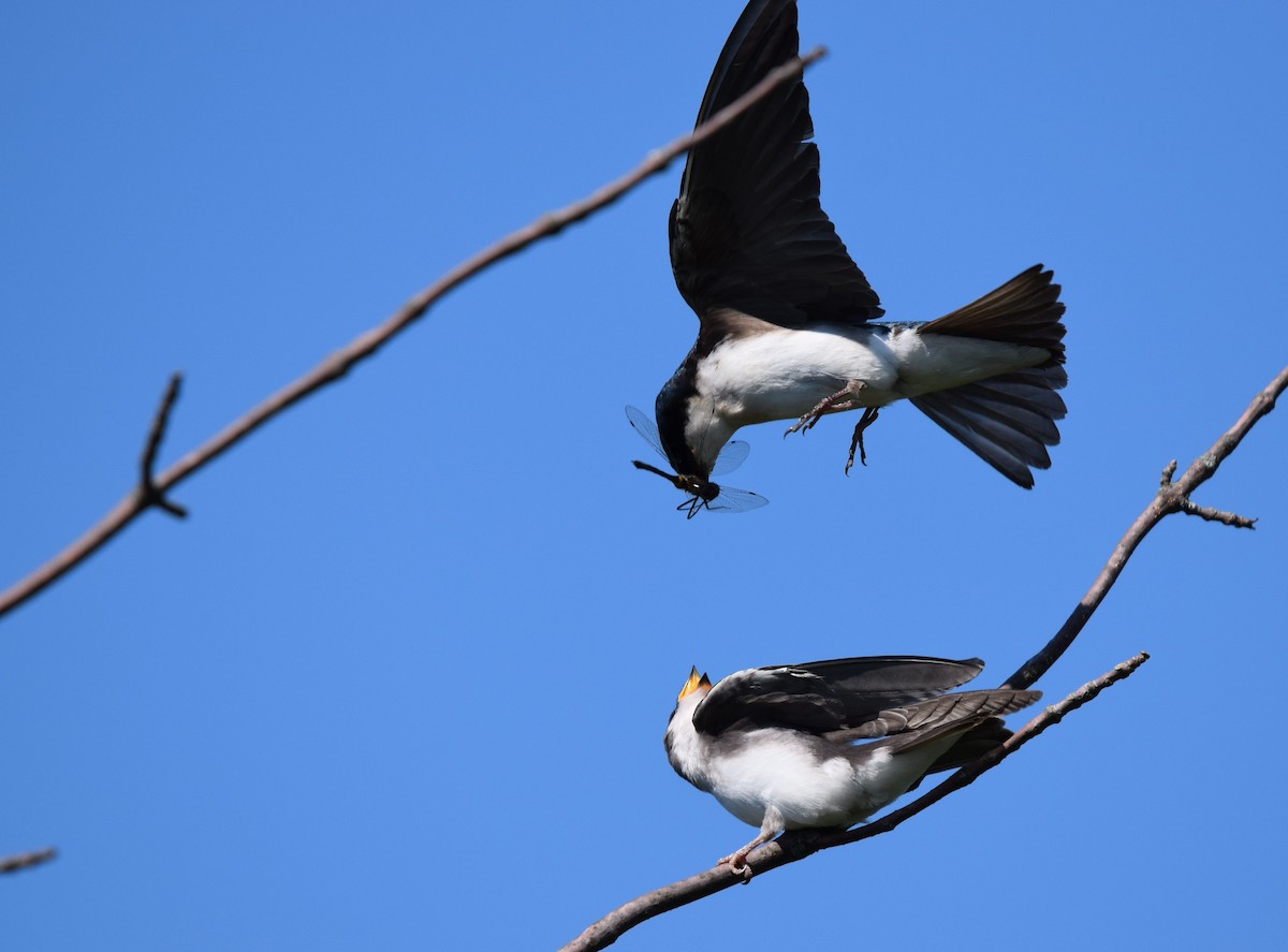 Tree Swallow - ML620855660