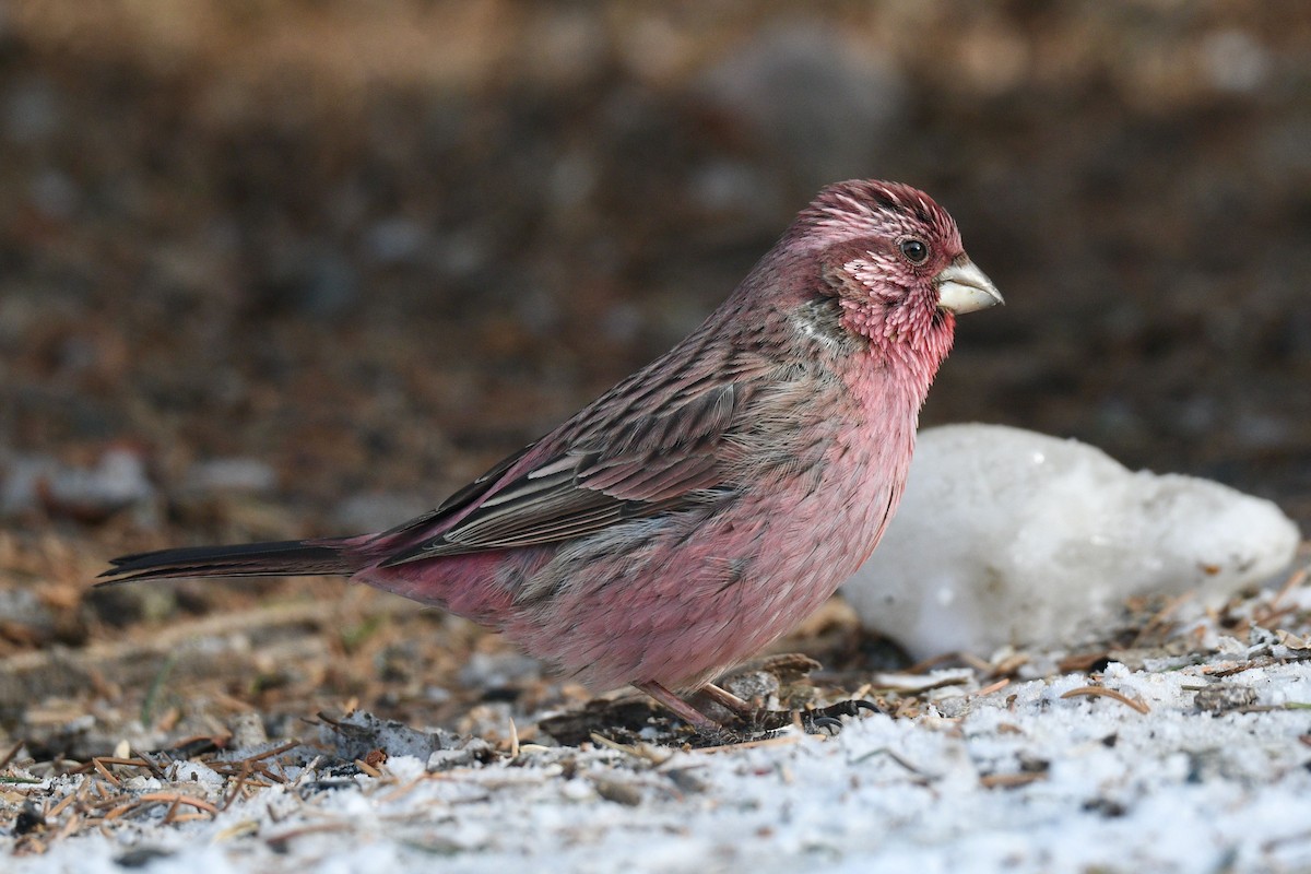Red-mantled Rosefinch - ML620855661