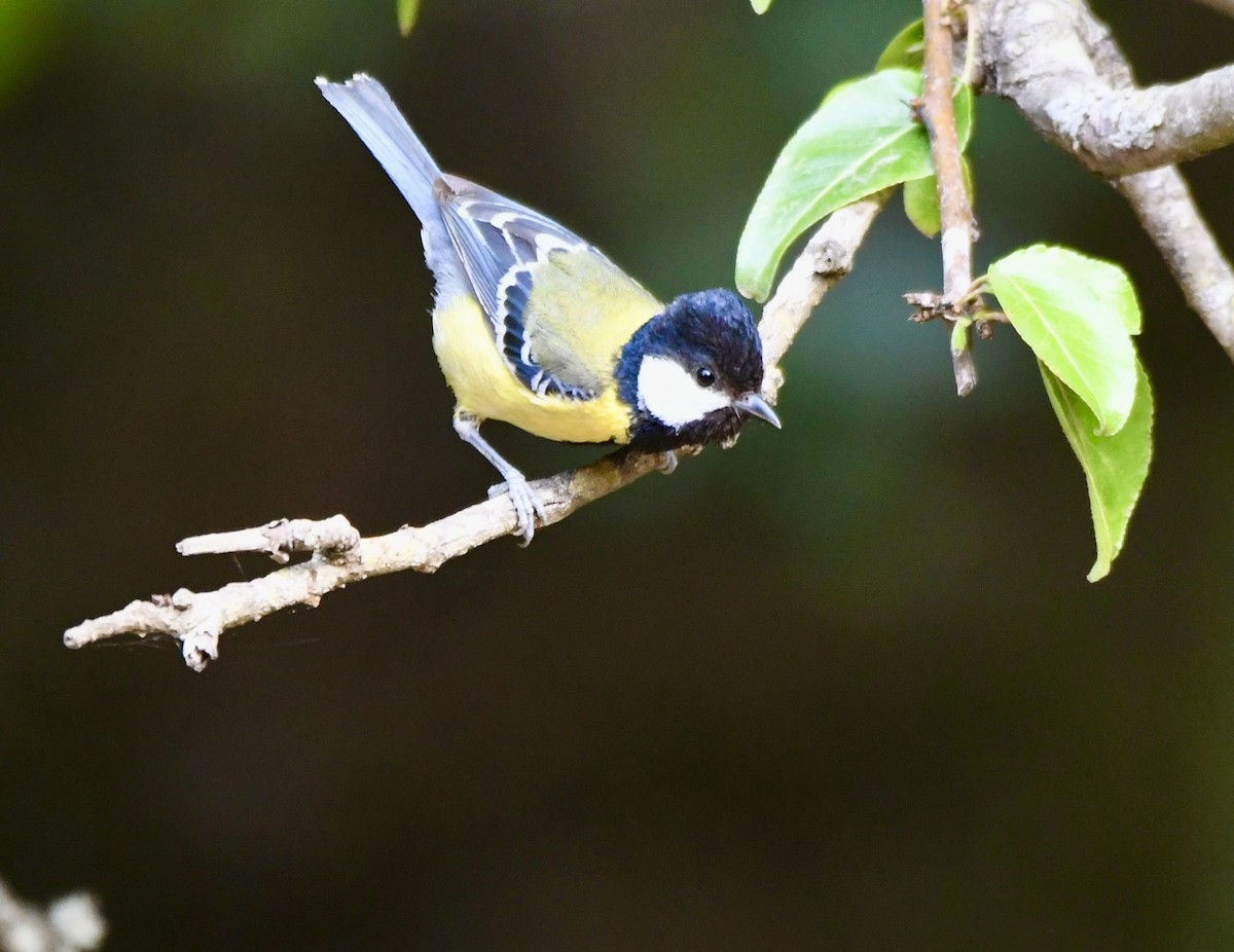 Green-backed Tit - ML620855698
