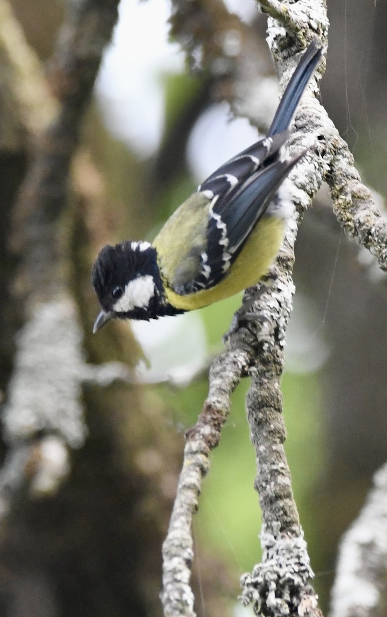 Green-backed Tit - ML620855701