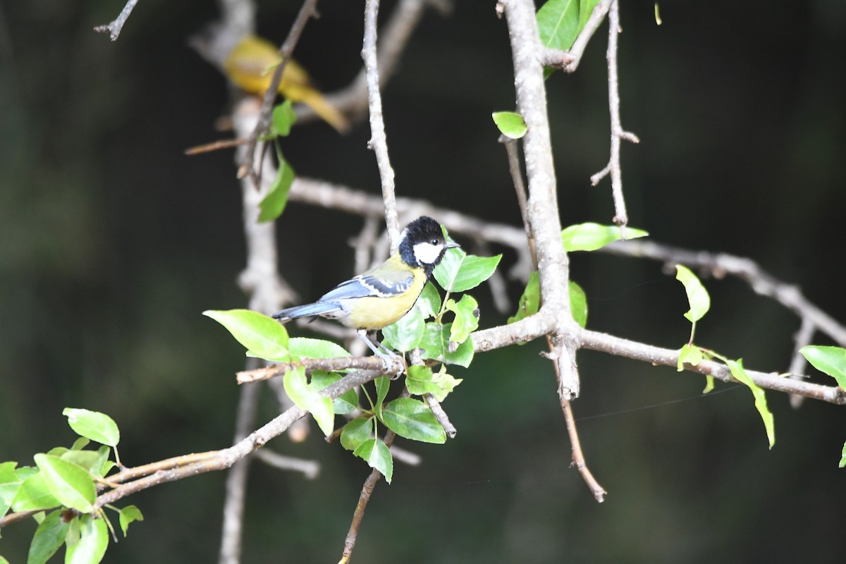 Green-backed Tit - ML620855707
