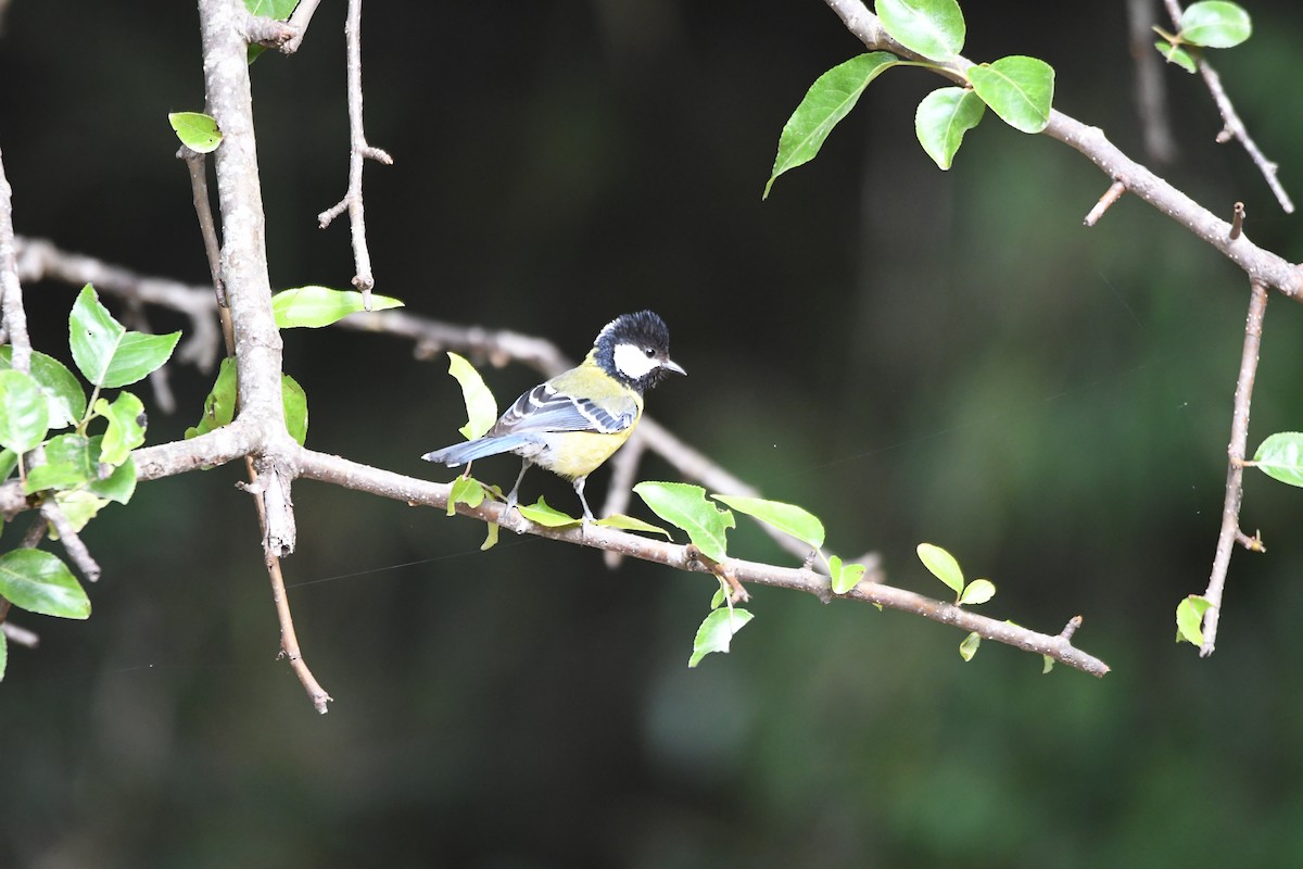 Green-backed Tit - ML620855708