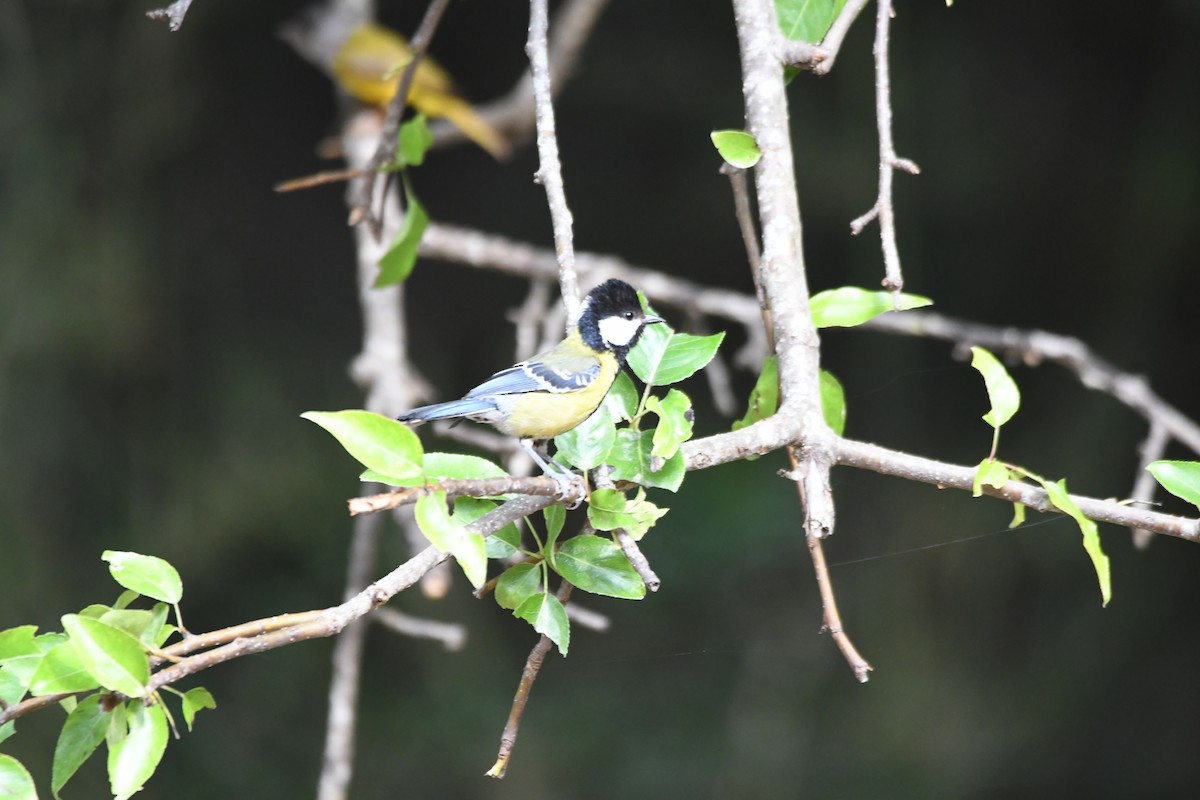 Green-backed Tit - ML620855710