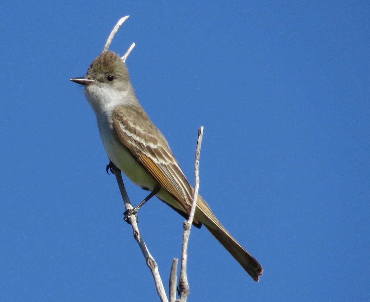 Ash-throated Flycatcher - ML620855720