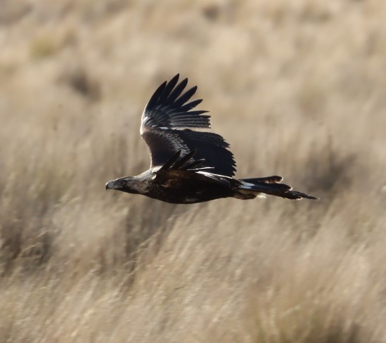 Wedge-tailed Eagle - ML620855729