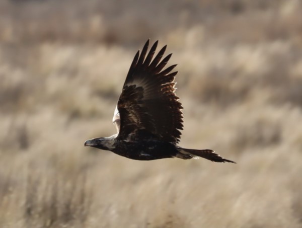 Wedge-tailed Eagle - ML620855730