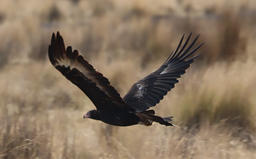 Wedge-tailed Eagle - ML620855732