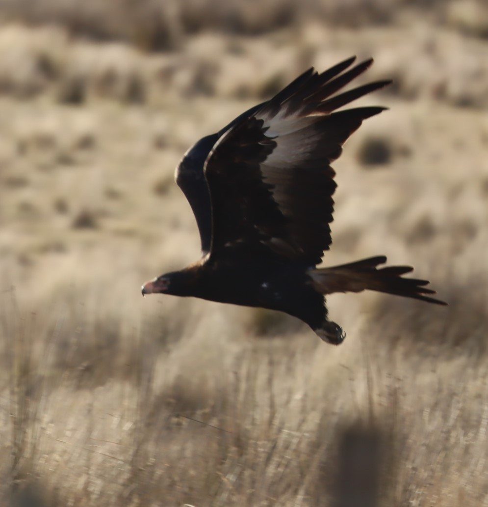Wedge-tailed Eagle - ML620855733