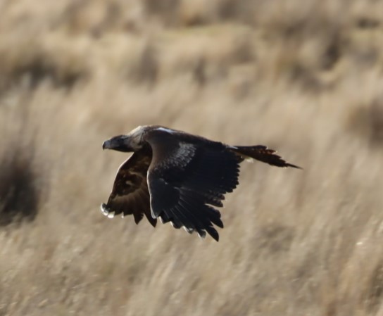 Wedge-tailed Eagle - ML620855738