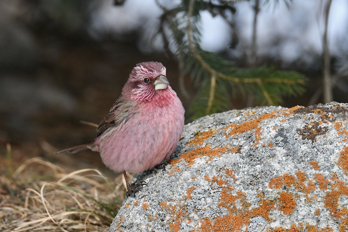 Red-mantled Rosefinch - ML620855740