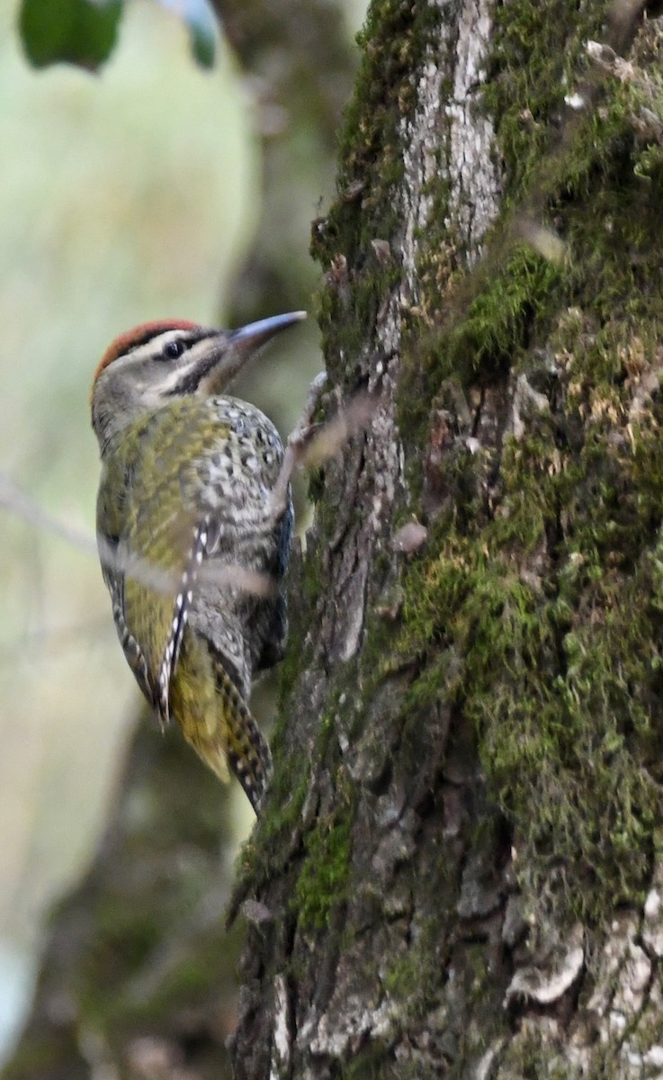 Scaly-bellied Woodpecker - mark perry