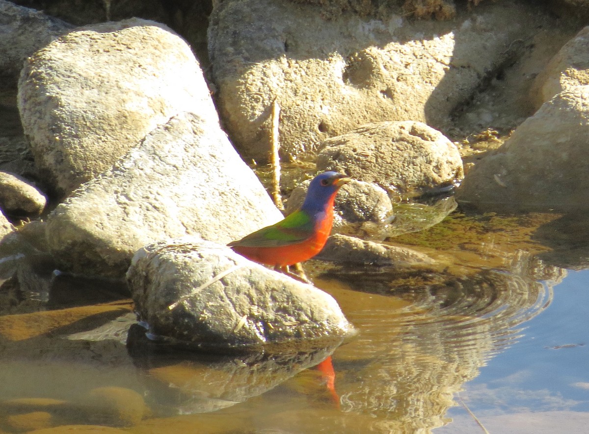 Painted Bunting - ML620855772