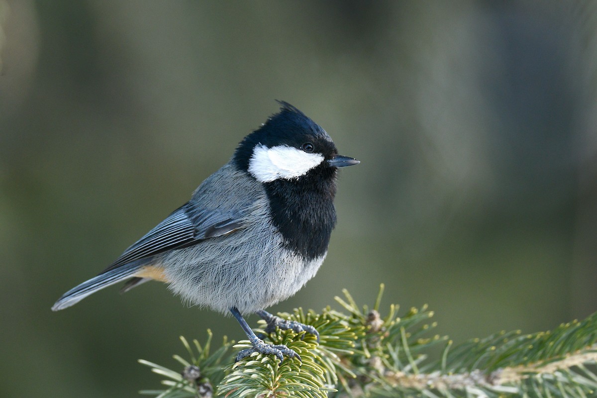 Rufous-naped Tit - ML620855773