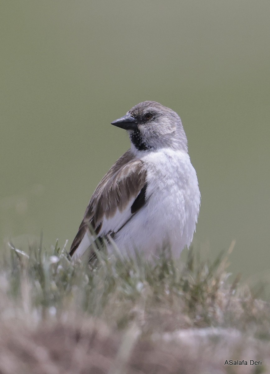 White-winged Snowfinch - ML620855774
