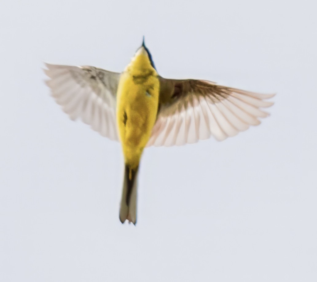 Eastern Yellow Wagtail - ML620855786