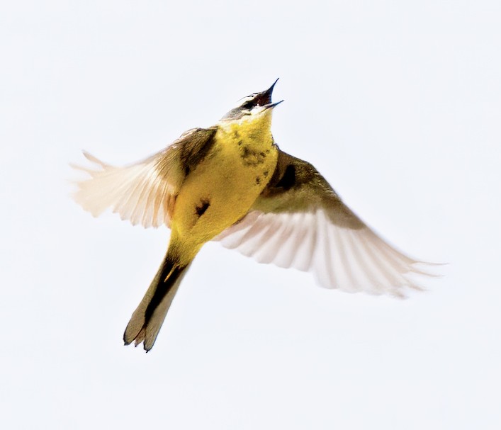 Eastern Yellow Wagtail - ML620855787