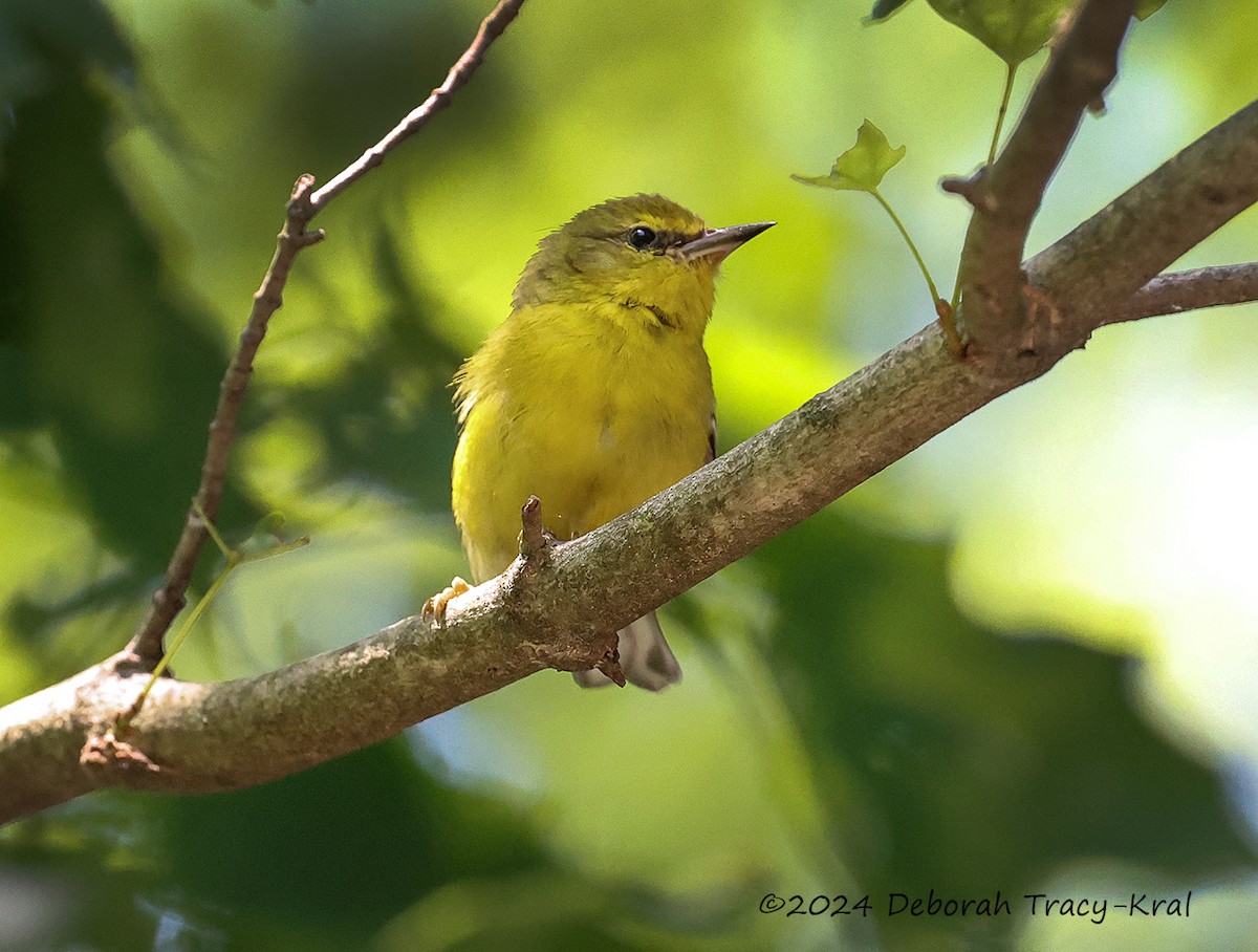 Blue-winged Warbler - ML620855798