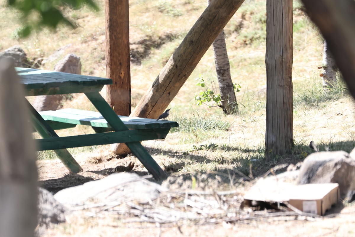 Western Rock Nuthatch - ML620855802