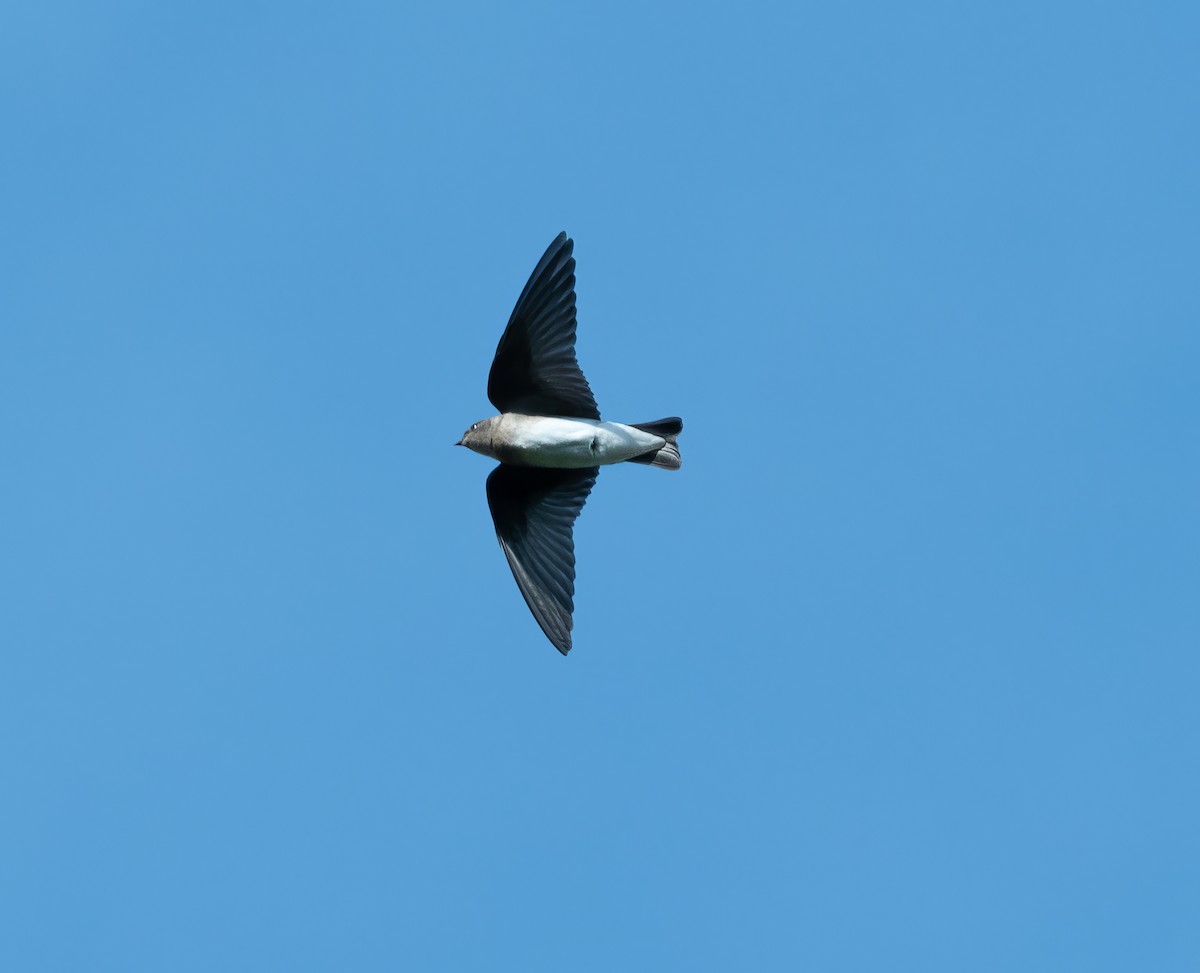 Northern Rough-winged Swallow - ML620855853