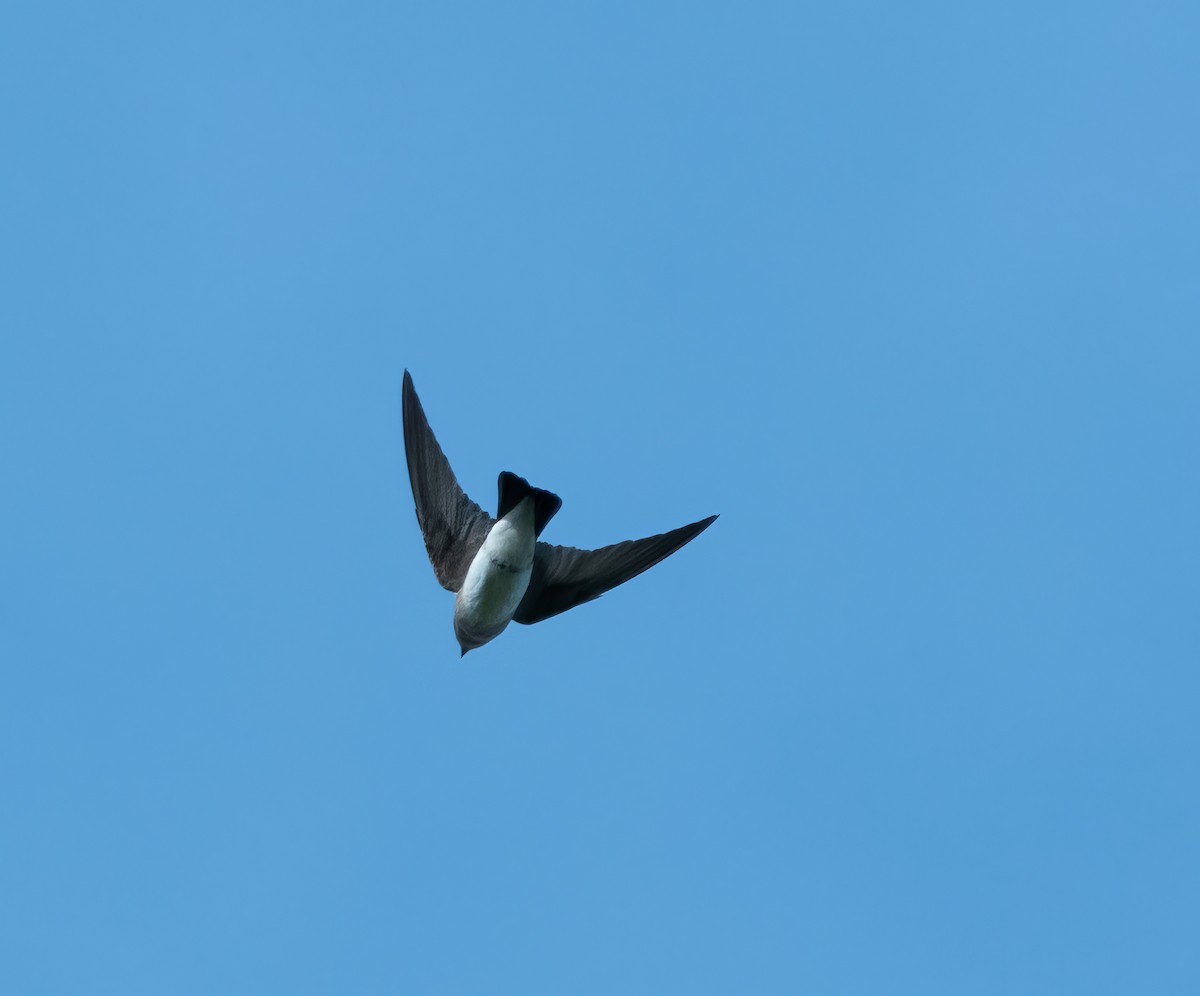 Northern Rough-winged Swallow - ML620855856