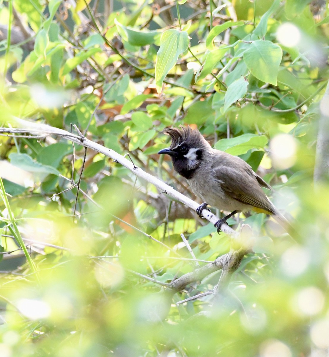 bulbul himálajský - ML620855858