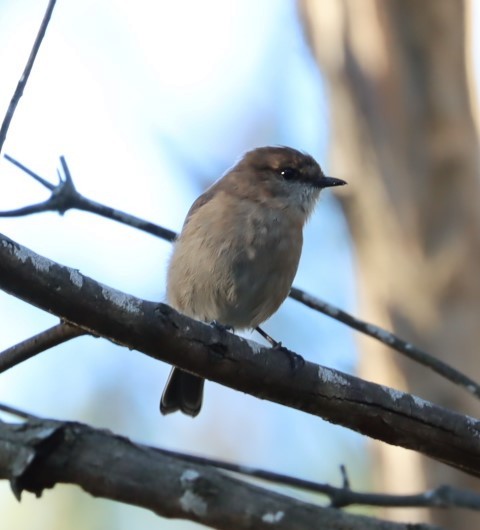 Dusky Robin - ML620855866