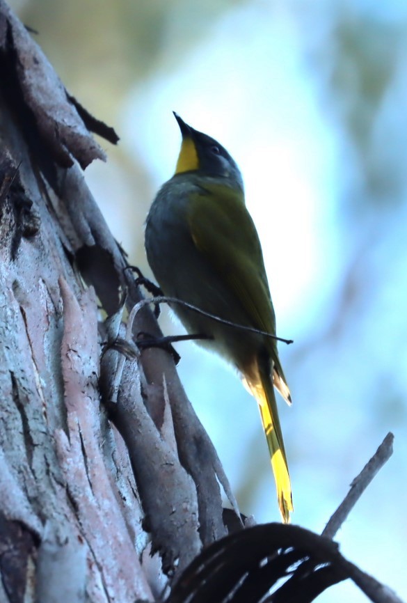 Yellow-throated Honeyeater - ML620855872