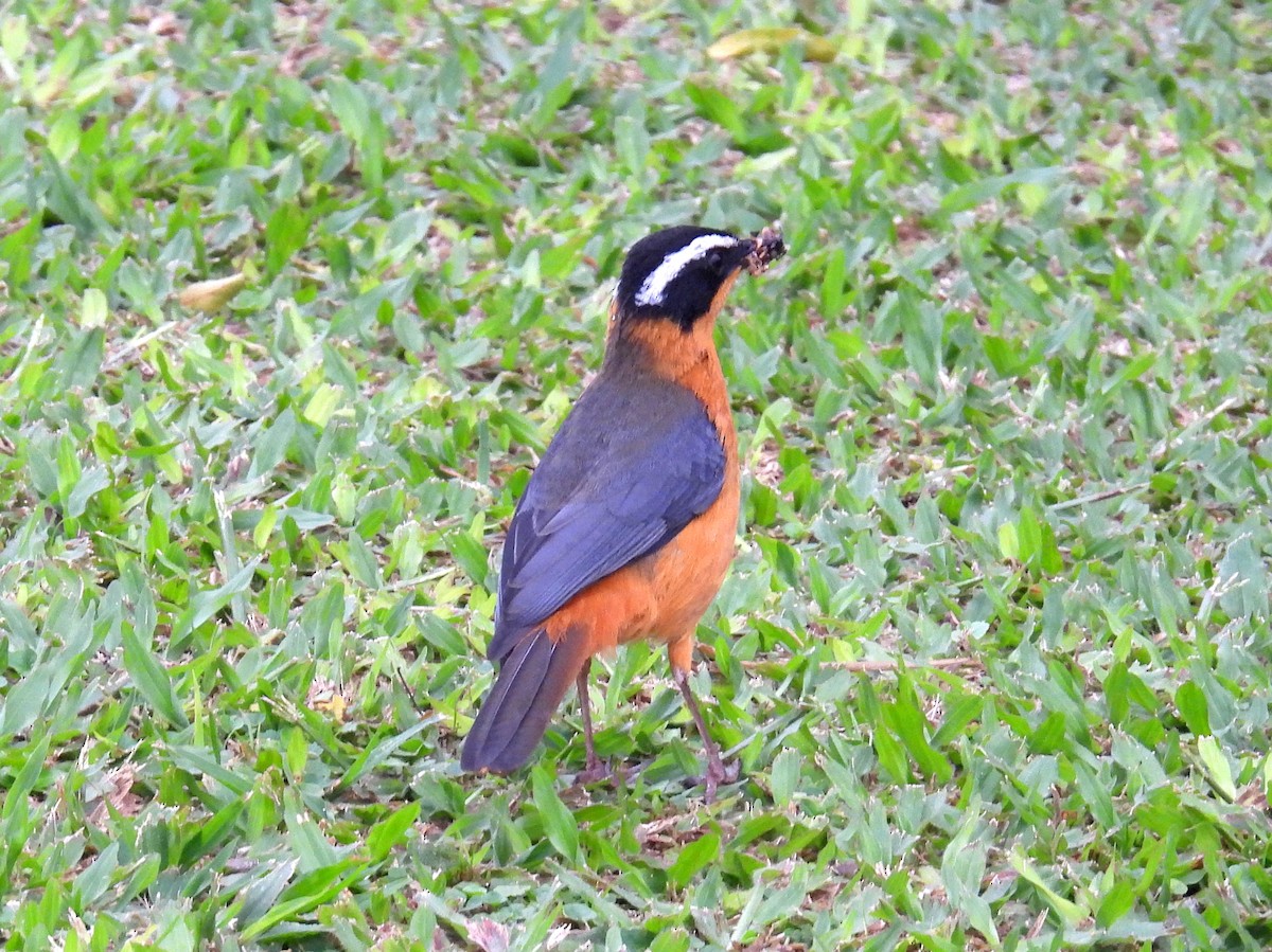 White-browed Robin-Chat - ML620855876