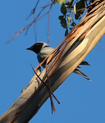 Black-faced Cuckooshrike - ML620855878