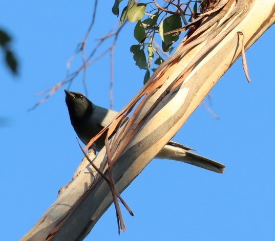 Black-faced Cuckooshrike - Susan  Downey