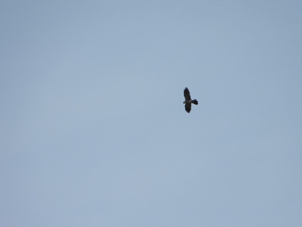 Mississippi Kite - ML620855895