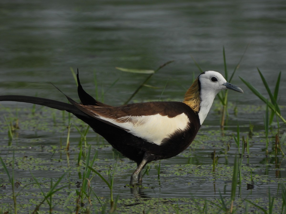Pheasant-tailed Jacana - ML620855901