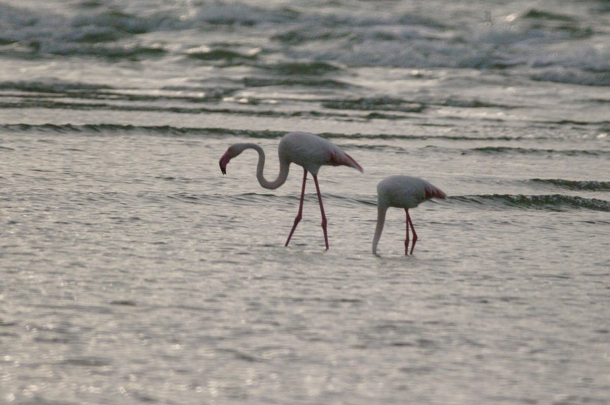 Greater Flamingo - ML620855905