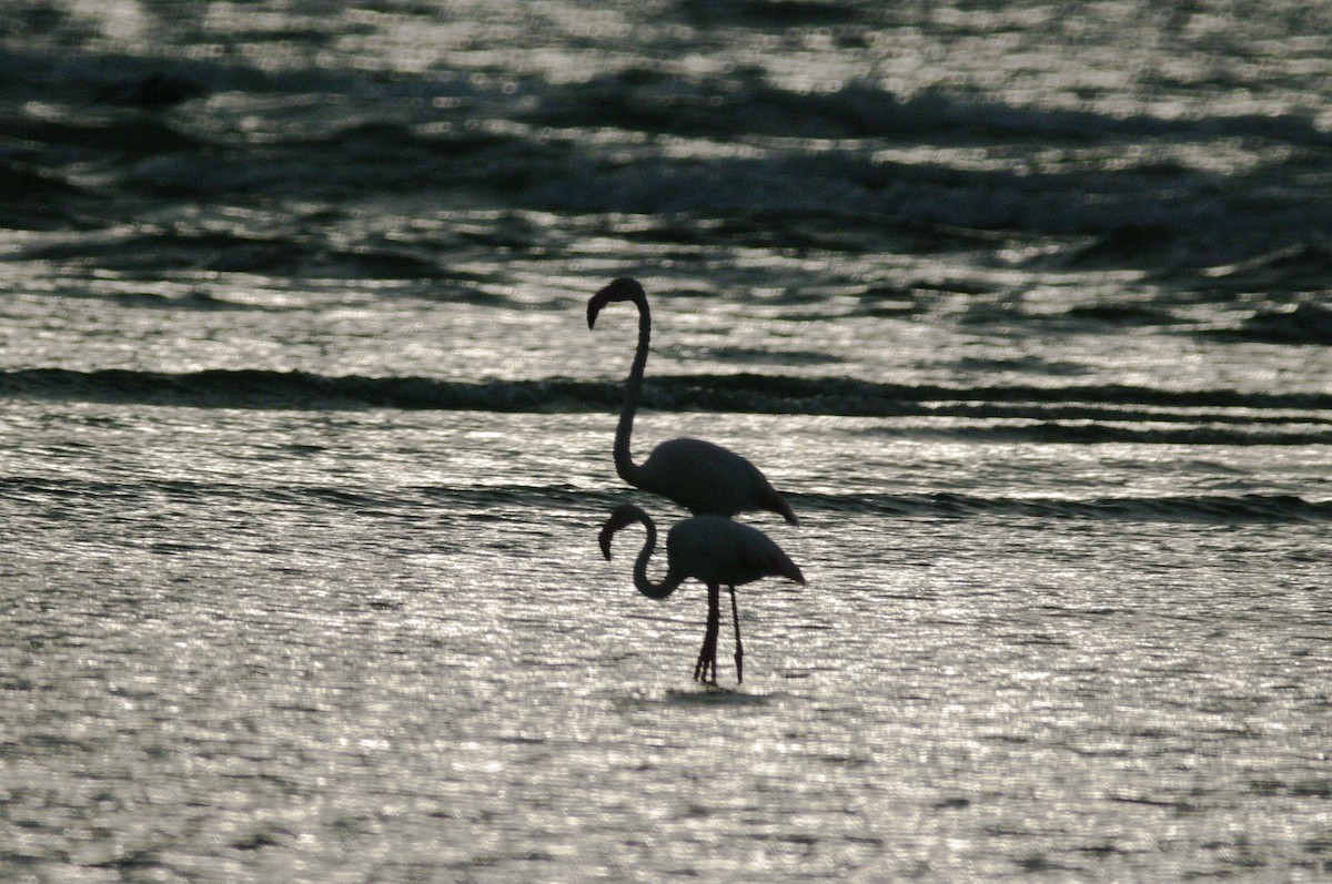 Greater Flamingo - ML620855908