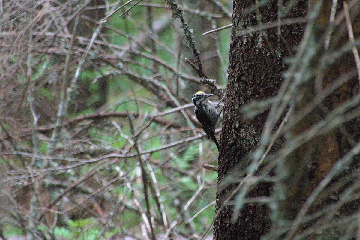 Eurasian Three-toed Woodpecker - ML620855936