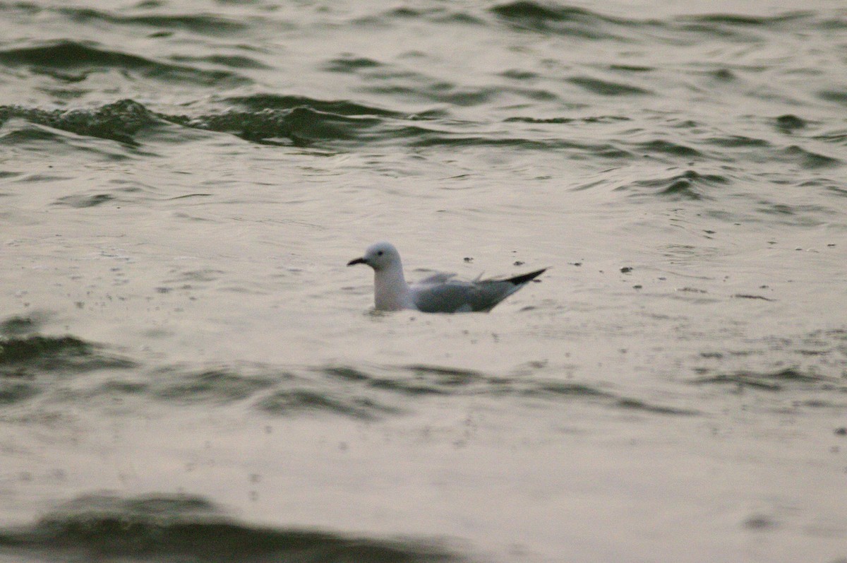 Slender-billed Gull - ML620855939