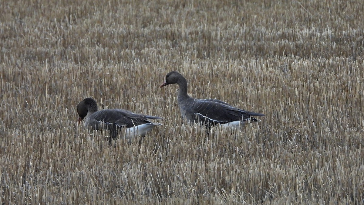 Greater White-fronted Goose - ML620855949