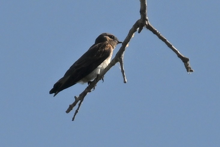 Northern Rough-winged Swallow - ML620855952