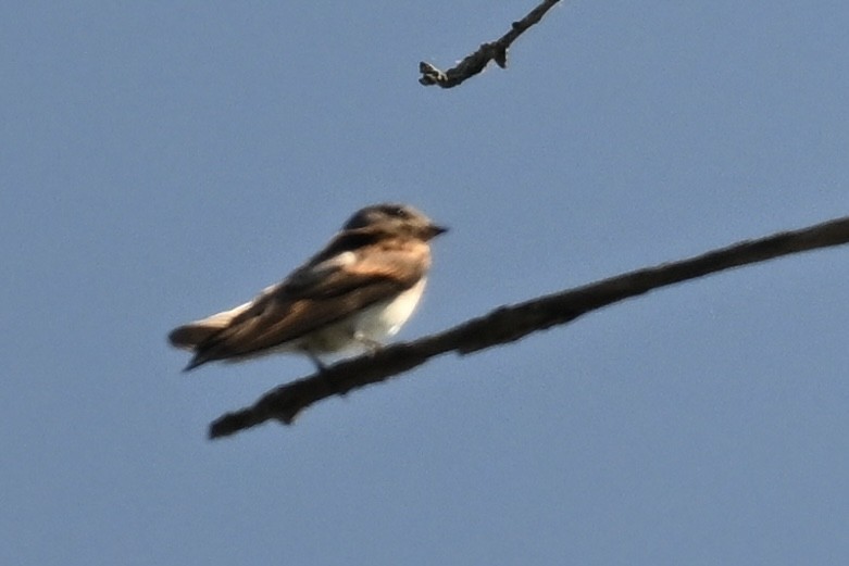 Northern Rough-winged Swallow - ML620855953