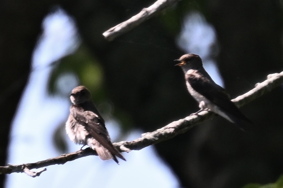 Northern Rough-winged Swallow - ML620855955
