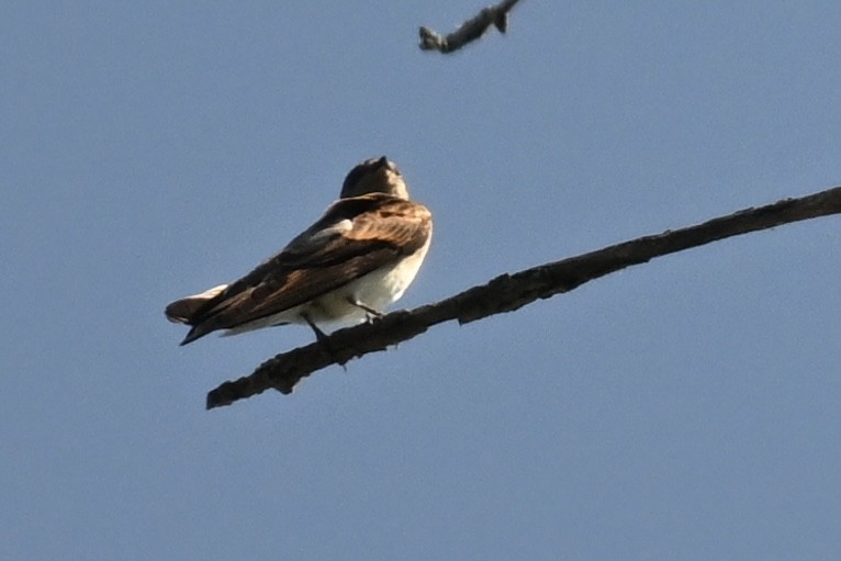 Northern Rough-winged Swallow - ML620855956