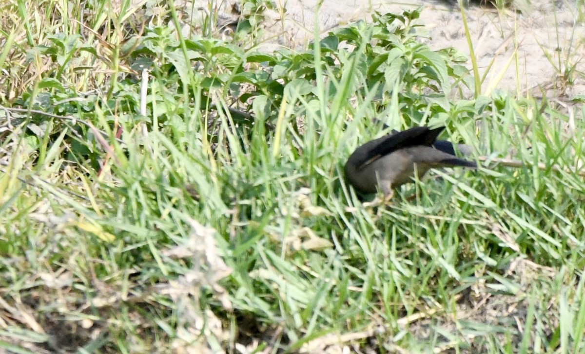 Bank Myna - ML620855977