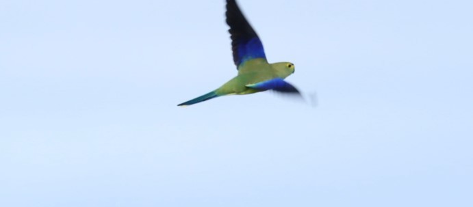 Синекрылый травяной попугайчик - ML620855984