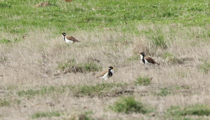 Banded Lapwing - ML620855986