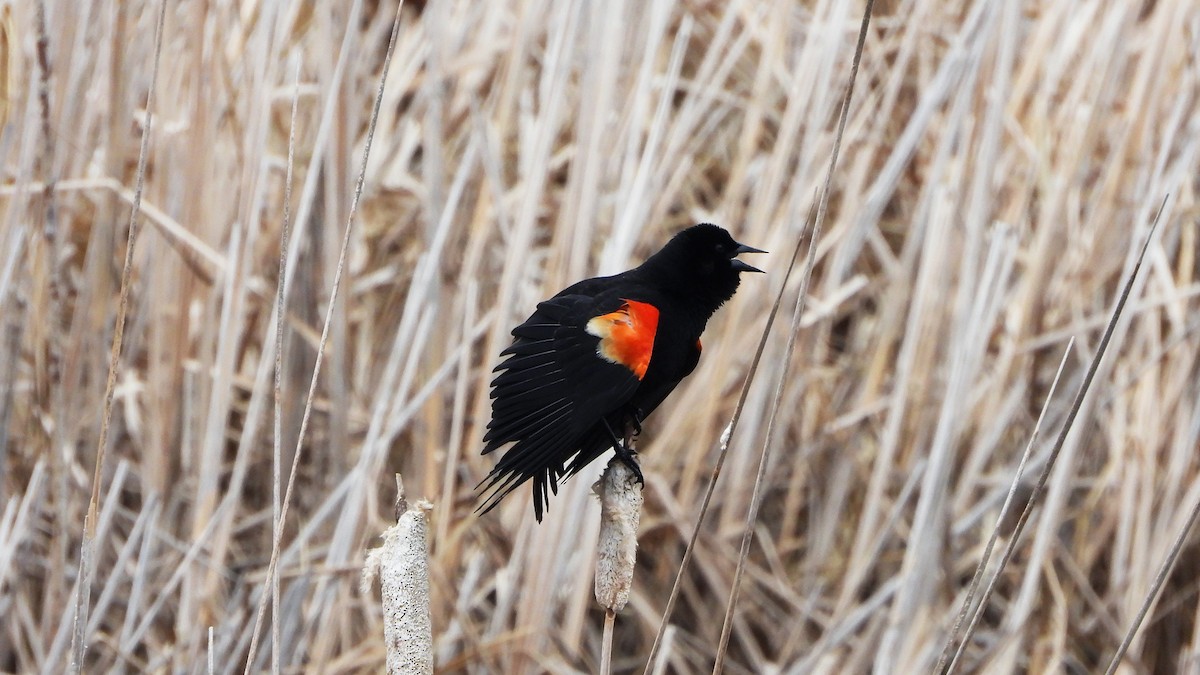 Red-winged Blackbird - ML620855989